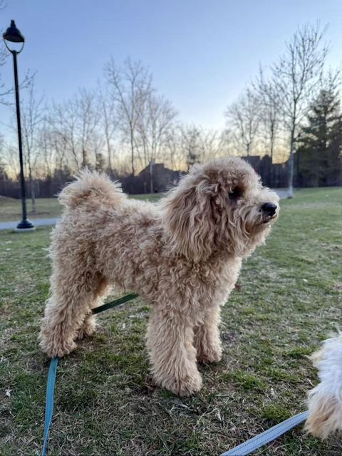 Milo, an apricot-brown curly-coated dog, standing in profile in a park at sunset