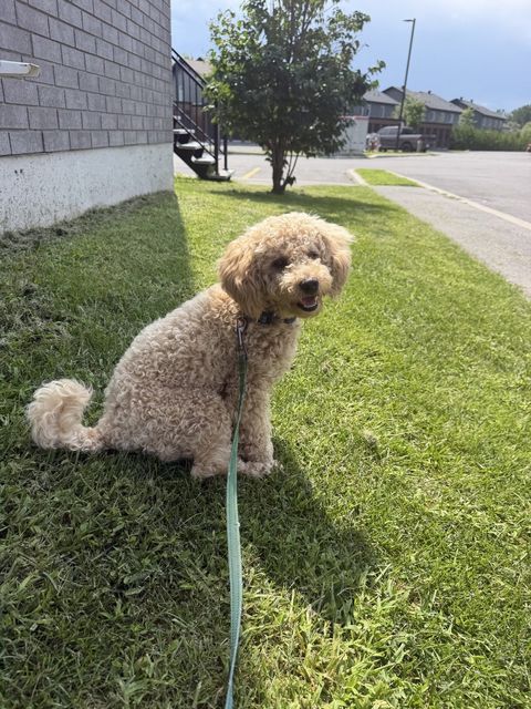 Lune sitting on the grass, smiling at the camera
