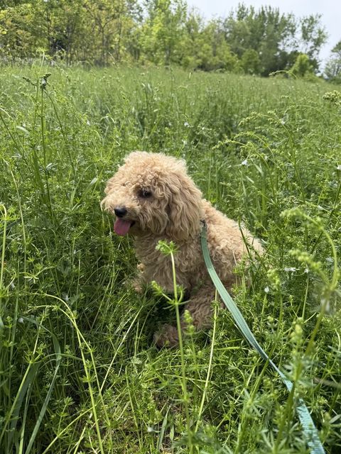 Milo sitting in tall green grass with his tongue out
