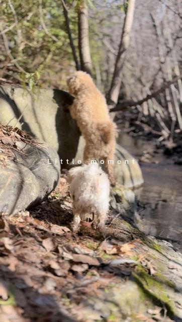 Milo and Lune seen from behind at a forest stream